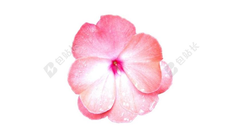 粉色农业唯美花瓣特写自然植物学背景图片