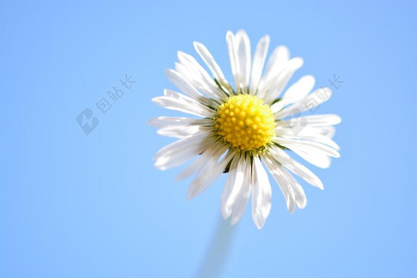 蓝白植物可爱白色黄芯的小花植物盛开背景图片