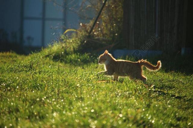 猫 小猫 红色鲭鱼斑 猫宝贝 年轻的猫 红猫 草 晨光