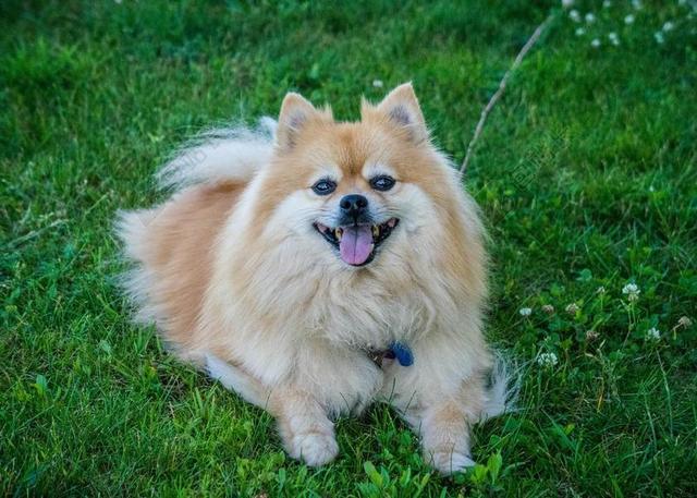 狗 博美犬 可爱 草 动物 家养 纯繁 小 棕色 品种