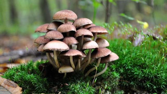 蘑菇 森林 秋季 鸡腿菇