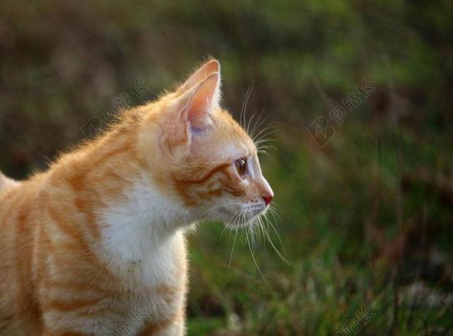 摄影清新户外凝视的花猫背景图片