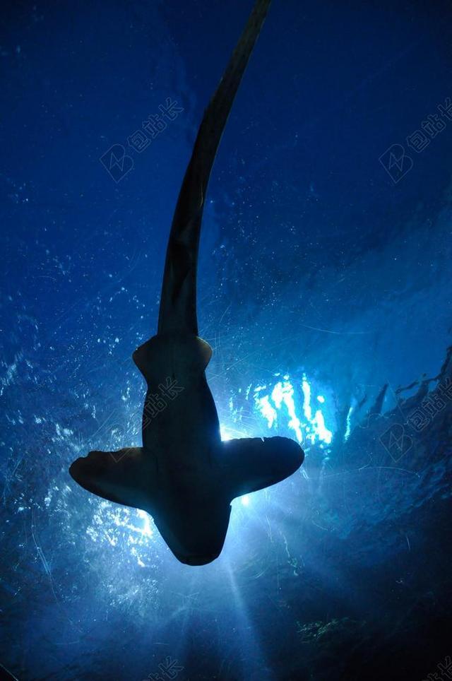 鲨鱼 鱼 双髻鲨 水族馆 曼谷 泰国