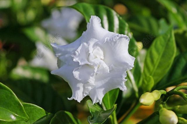 栀 白色的花 栀子 树
