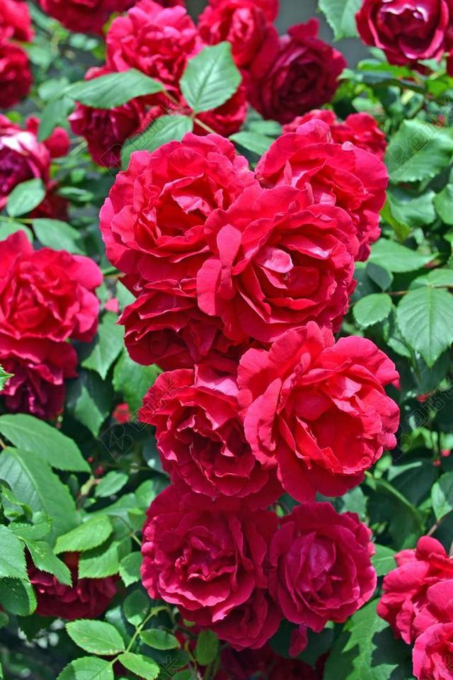 花束 玫瑰 鲜花 花园 花瓣 红 红玫瑰 性质 美容 花卉