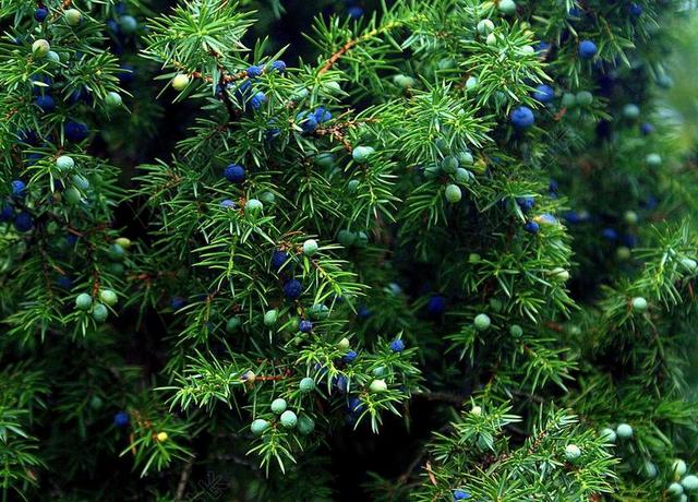杜松 植物 灌木 桧木果 秋 性质 枝条制成的杜松子 锐度