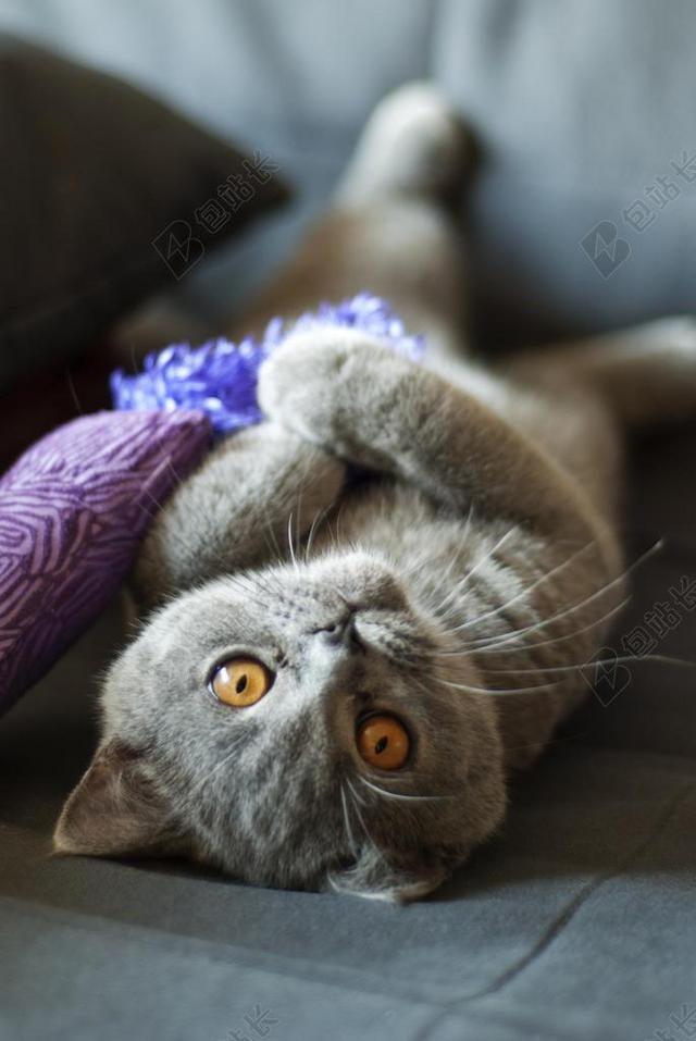 猫 英国短毛猫 宠物 猫科动物 琥珀色的眼睛 灰色的皮毛