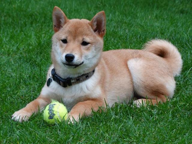 狗 远程访问 柴犬 小狗 播放 球