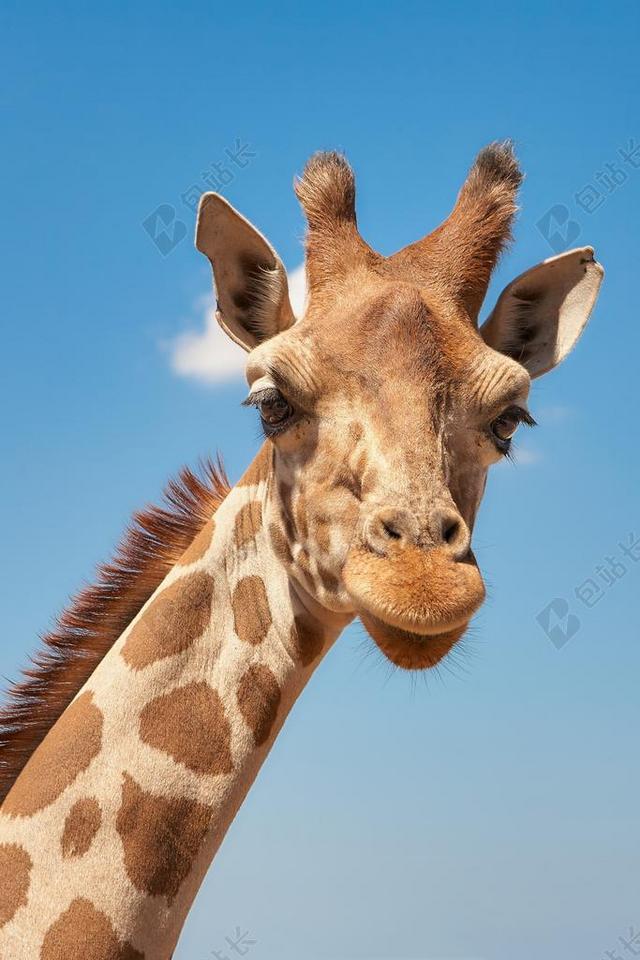 长颈鹿 CAMELOPARADALIS 动物区系 头绘图 哺乳动物