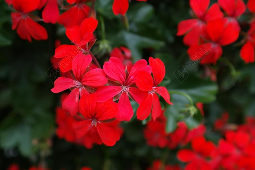 天竺葵 红色 开花 花 植物群 红色天竺葵 深红色 血红色