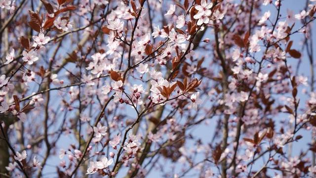 杏 紫叶李 粉红色 开花 春天 盛开 鲜花 树 红色叶