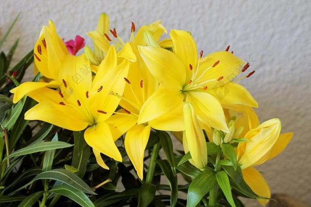 百合花 黄色 盛开 花卉邮票 花园 性质