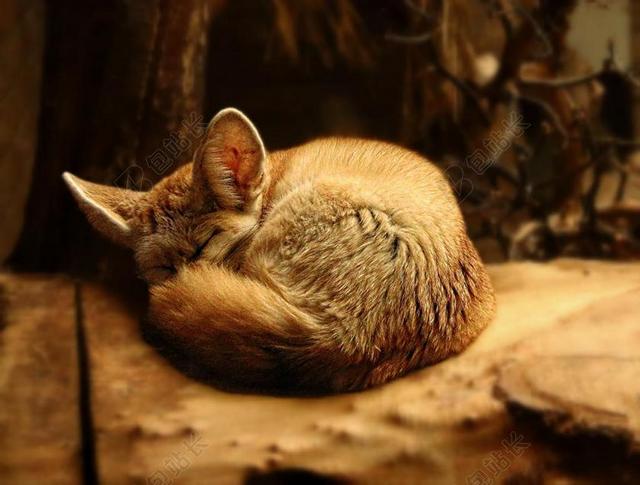 摄影唯美小狐狸卷着睡觉背景图片