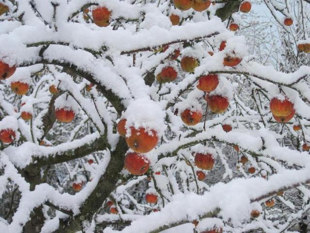 苹果树 雪 红色 白 冬天 苹果 性质 冷 雪景 分支机构