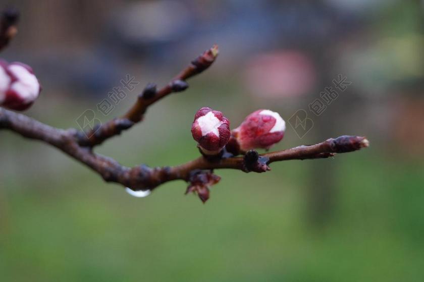 食物娇嫩枝头上的花骨朵植物鲜花生长背景图片