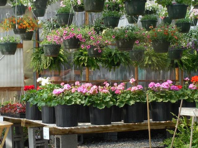 鲜花 温室 花园 植物 绿色 园艺 春 农业 温室大棚