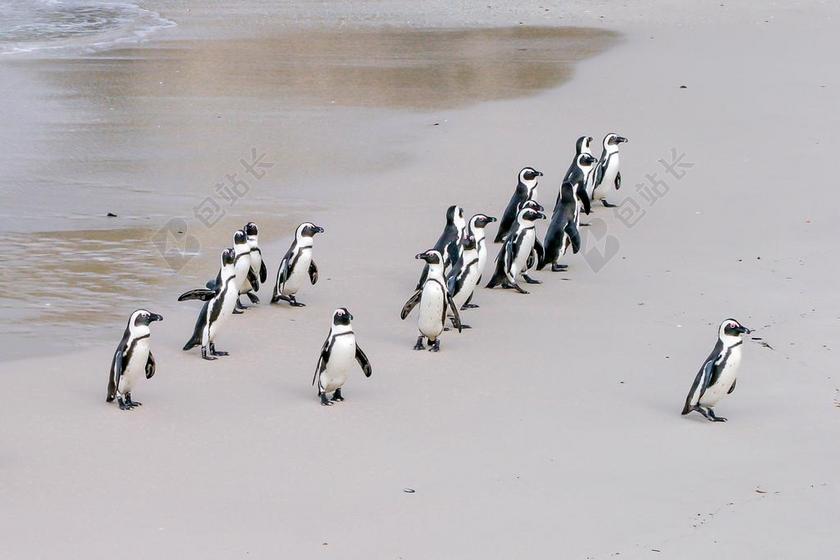 自然海滩上行走的企鹅背景图片
