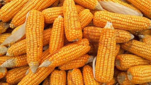 玉米 食品 有机 健康 农业