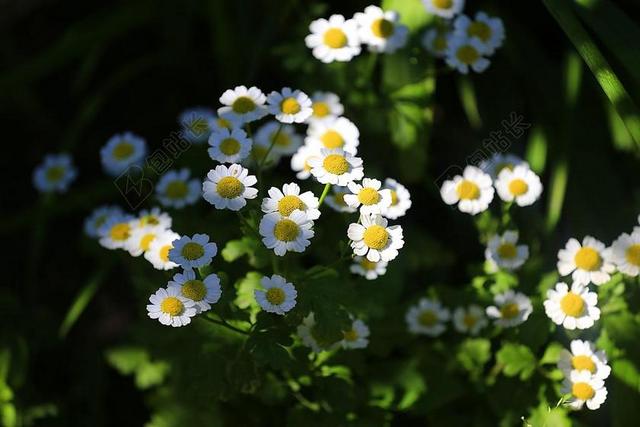 鲜花 夏季花卉 花卉 花园的花儿 性质 夏季 美丽 布鲁姆