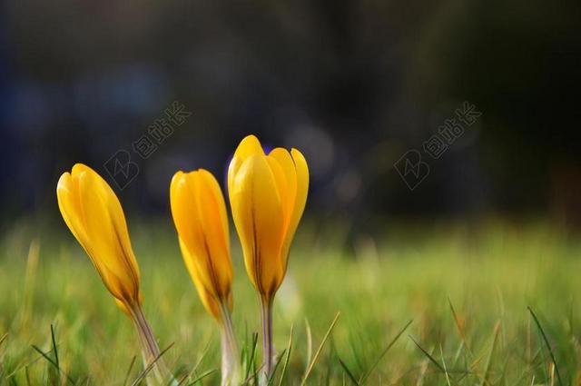 藏红花 黄番红花 早布卢默 春天 鲜花 春天的草地 春天的花