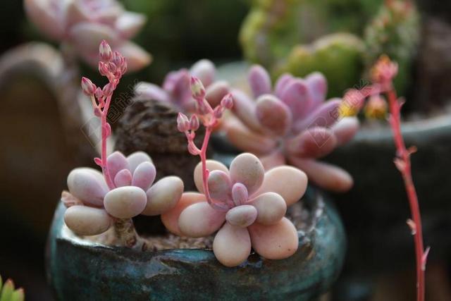 一种肉质植物 肉质 在这 仙人掌 花园 鲜花 植物 花卉园