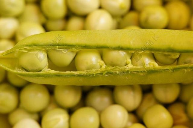 豌豆 荚 豌豆荚 弗里施 绿色 蔬菜 收获 套筒 安排