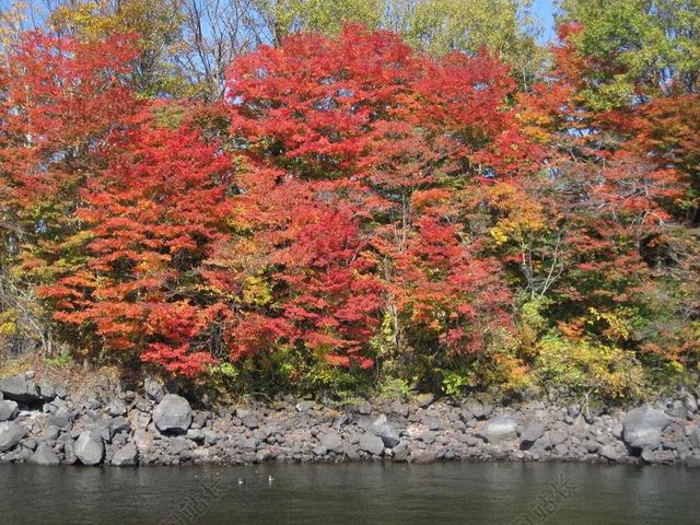 秋季 秋季树叶 植物园 多彩 森林 枫树 山 日本的秋天