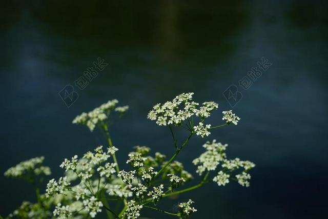 尖 山萝卜 鲜花 白 峨 CHAEROPHYLLUM 恩 牛香菜