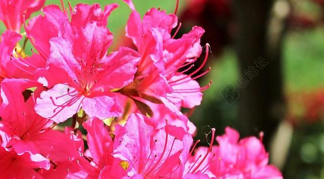 杜鹃花 杜鹃 鲜花 粉色的花 厂 花园 花 布什 春天