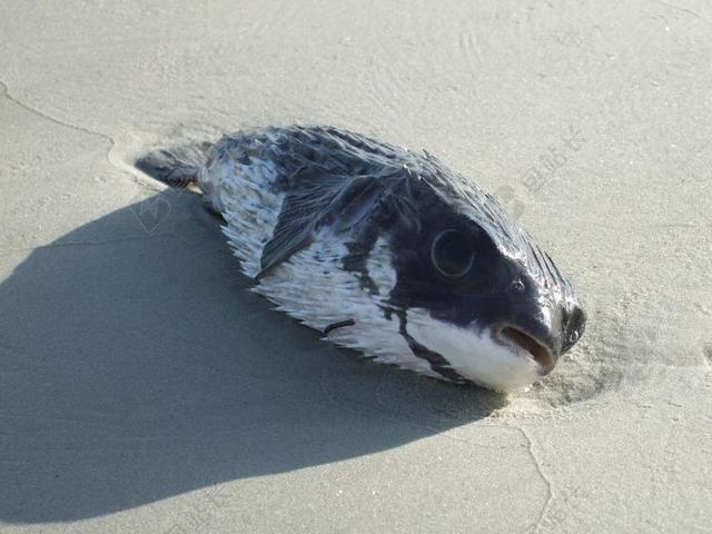 动物海鱼沙滩上的鱼死亡海鱼环保背景图片