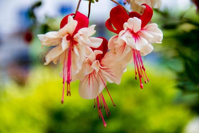 吊钟花 花朵 植物