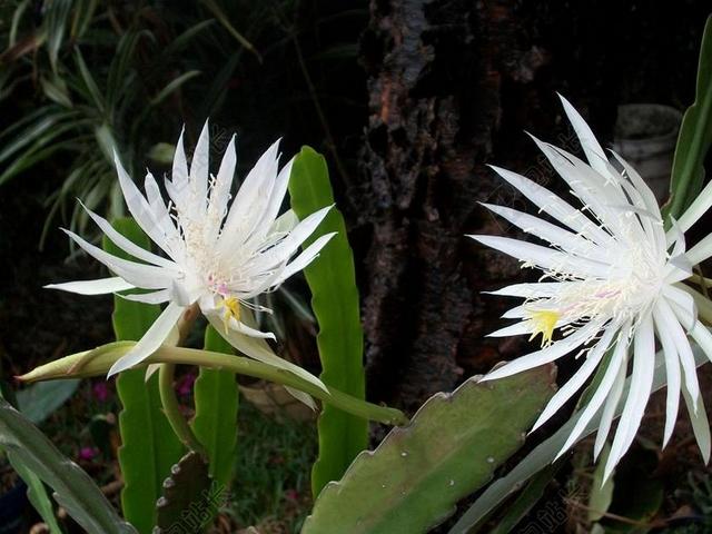 昙花 荷兰人的仙人掌 昙花 OXYPETALUM 女王的夜晚
