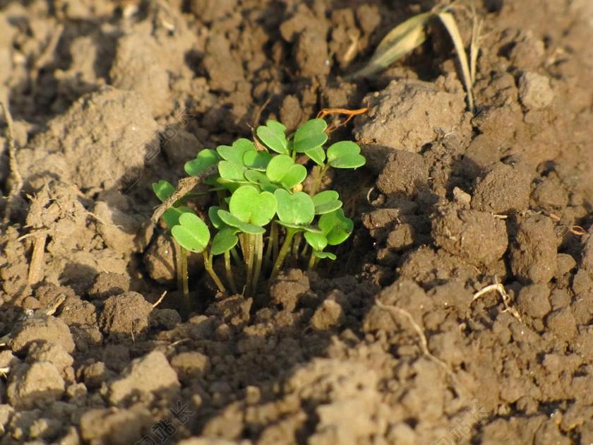 清新土壤生长的植物背景图片