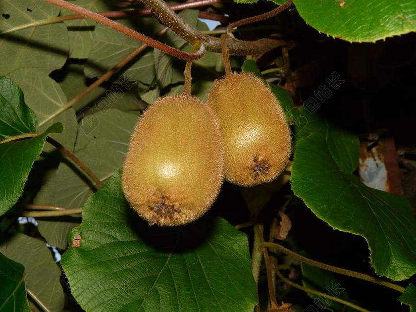 自然农场里生长的猕猴桃背景图片