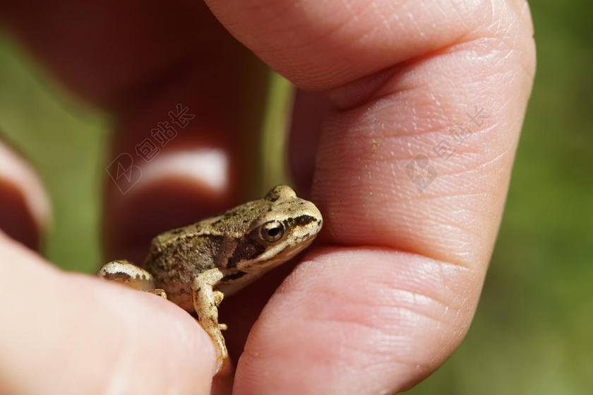 唯美手上拿着小蟾蜍背景图片