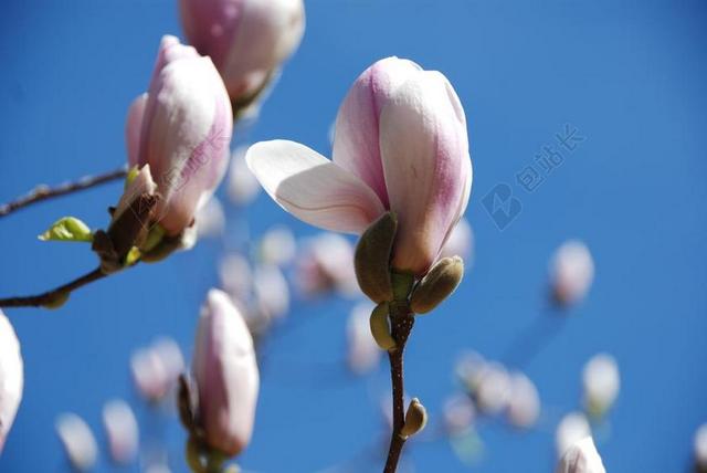玉兰 鲜花 芽 粉红色 春天