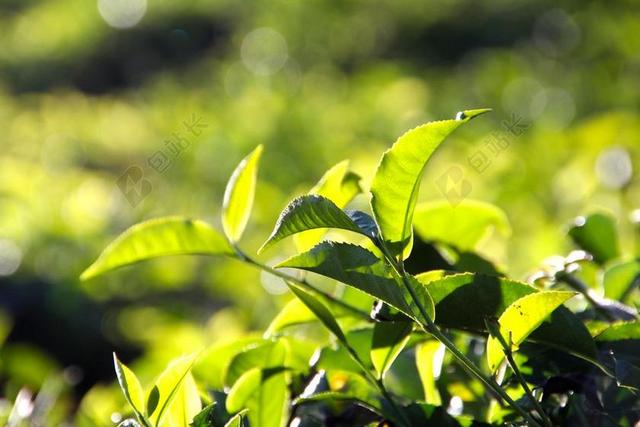 T恤 种植园 茶园 印度 种植梯田