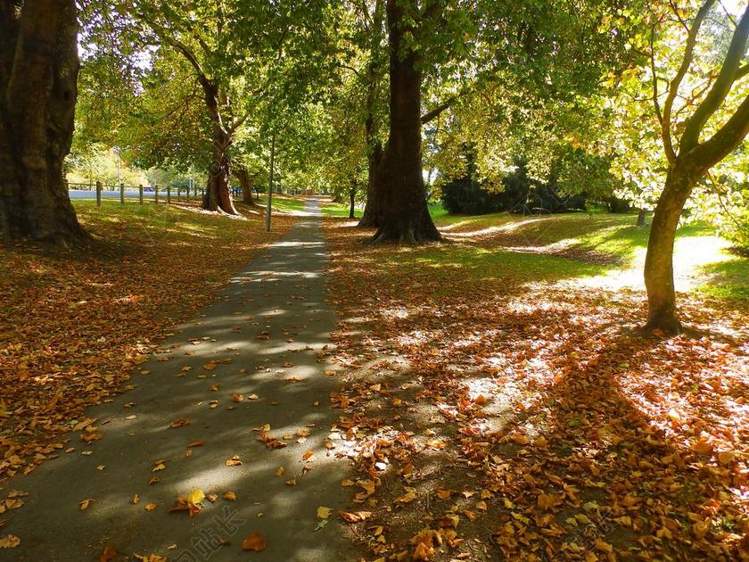 自然公园林间小道背景图片