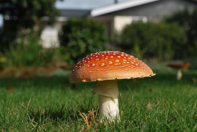 毒菌 真菌 菌类 自然 帽 蘑菇 有毒 秋 木耳 季节