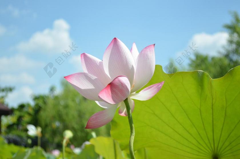 荷花 蓮花 天空 綠葉 藍天 紅花 白花