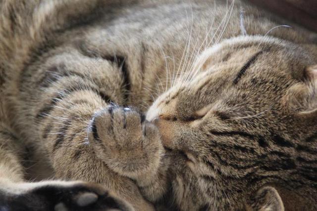 猫 睡眠 可爱 动物 宠物 猫的 小猫 家养 可爱猫咪