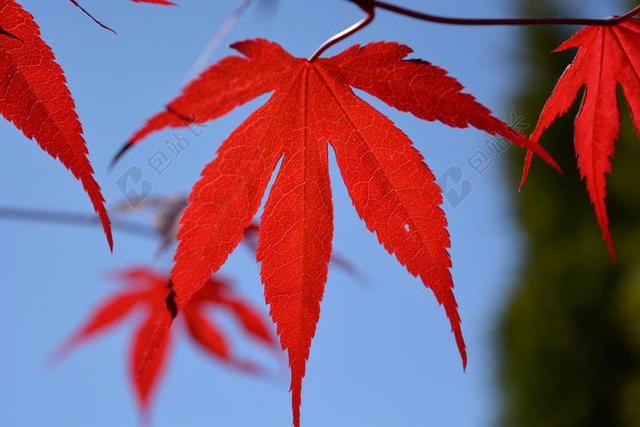 是羊圈清新红色枫叶背景图片