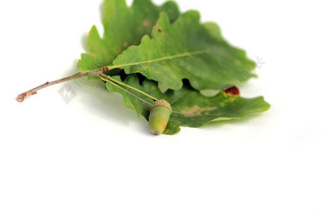 橡子 橡木 植物 工作表 核桃 片 树 橡树叶 夏季 绿色