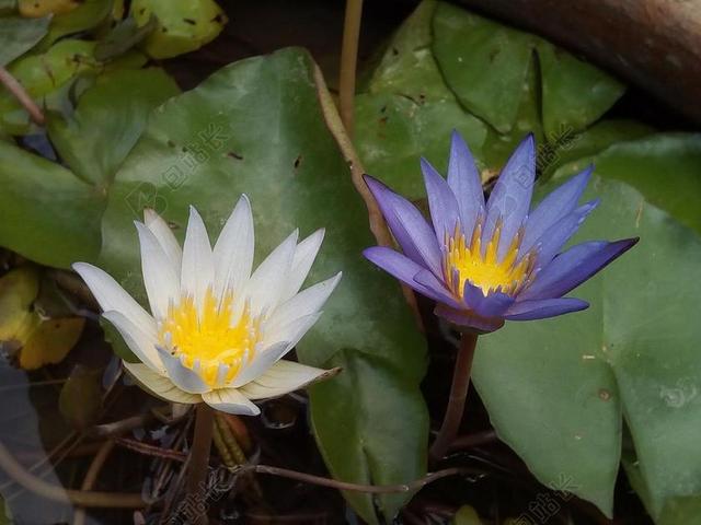 荷叶 莲花 水厂 花 莲花湖 白莲花。 莲花盆 水 性质