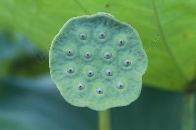 荷花 蓮蓬 怪異