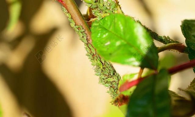 GREENFLY 蚜虫 SAP 吸 红眼睛 昆虫 生物 虱子