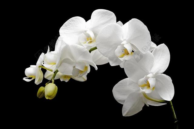 兰花 花 开花 芽 热带 白 花瓣 关闭 性质