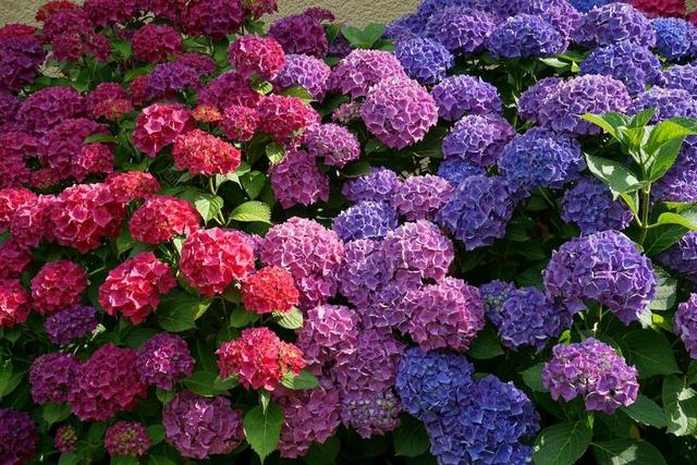 鲜花 绣球 太阳 夏季 性质 紫 蓝色 粉红色 厂 绣球花
