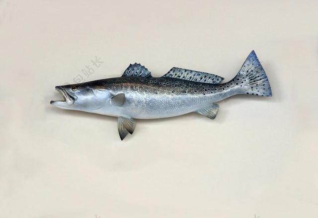 咸水 海鳟 特劳特 鱼 钓鱼 装载 TAXIDERMY 海
