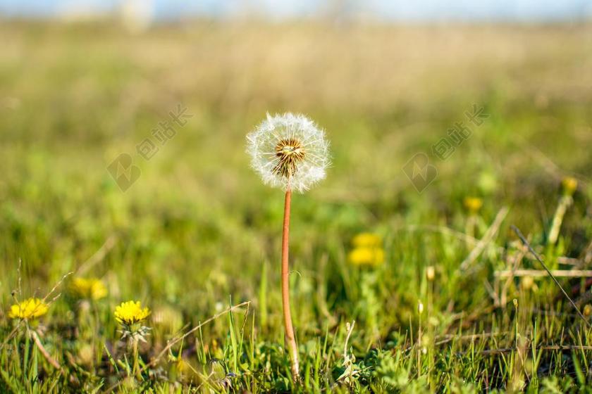 绿色野外自然景观草地蒲公英背景图片